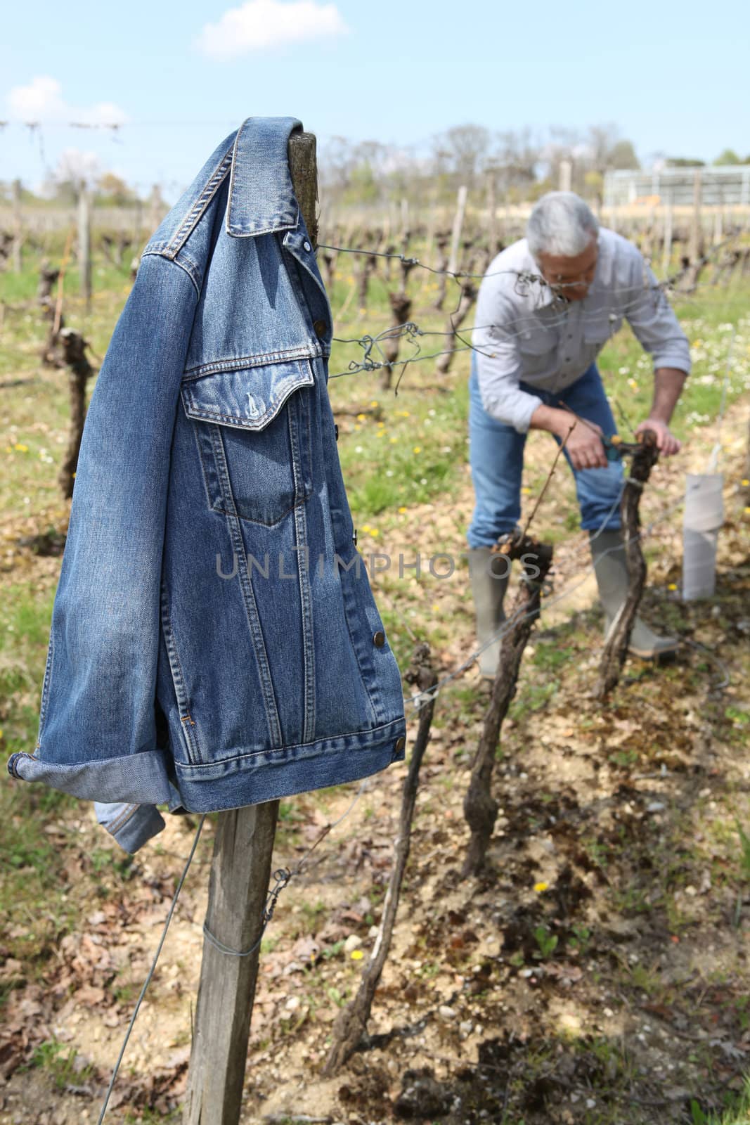 Man pruning vines