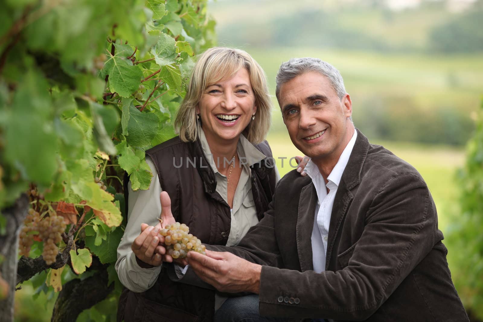 Vineyard owners holding a bunch of grapes by phovoir