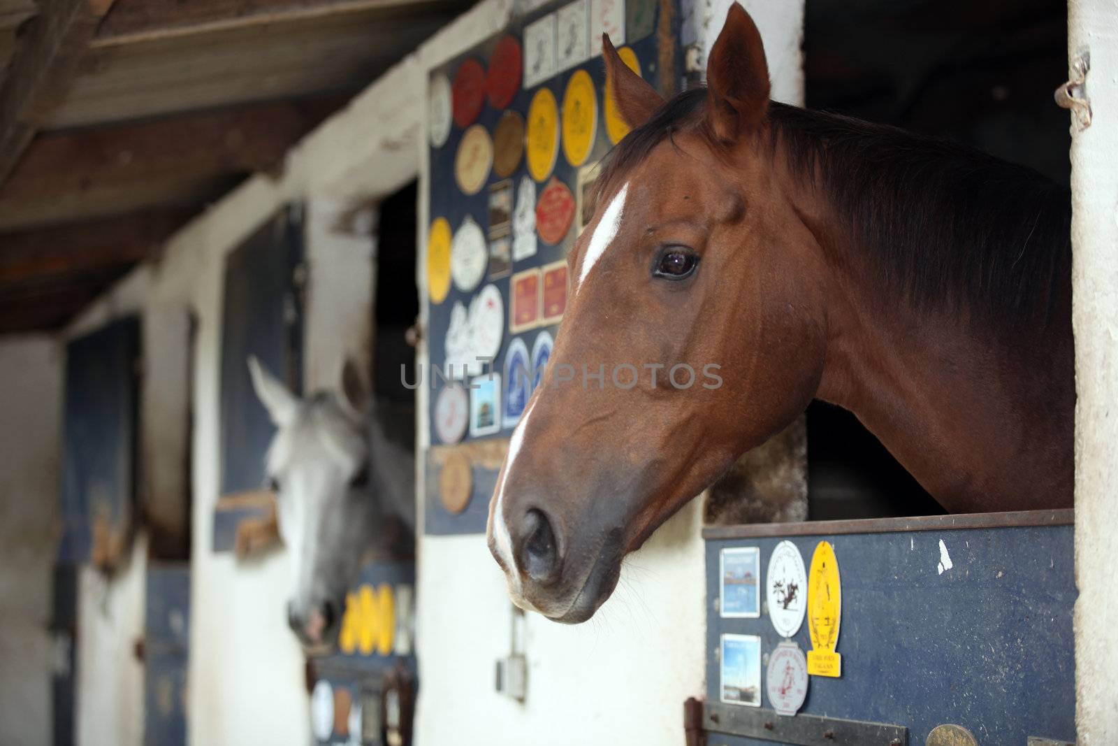 A stable.