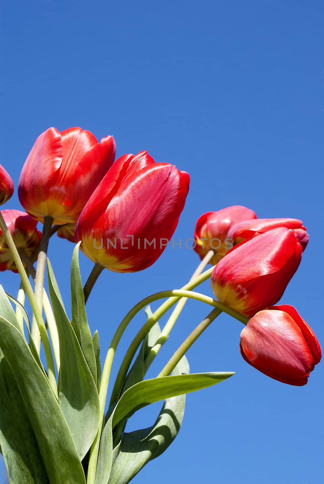 Spring red tulips over blue sky background