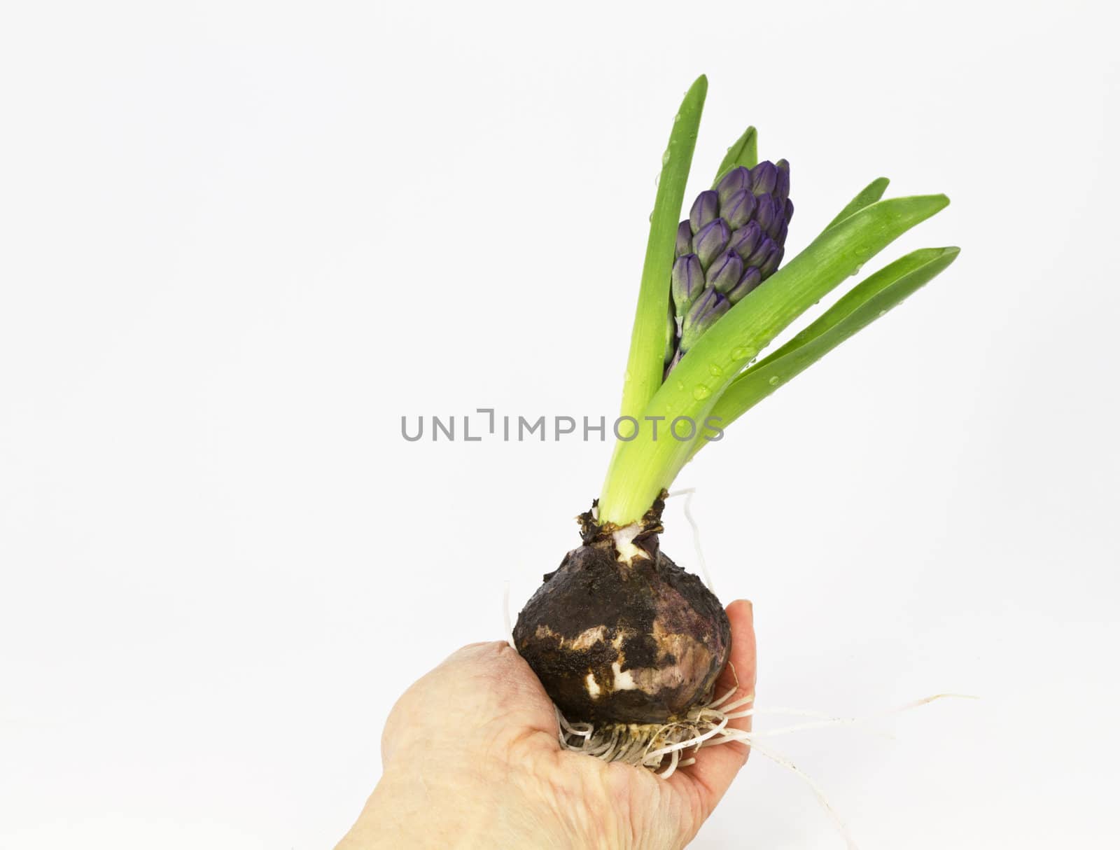 Hyacinth bulb held in hand with white background for copy space;