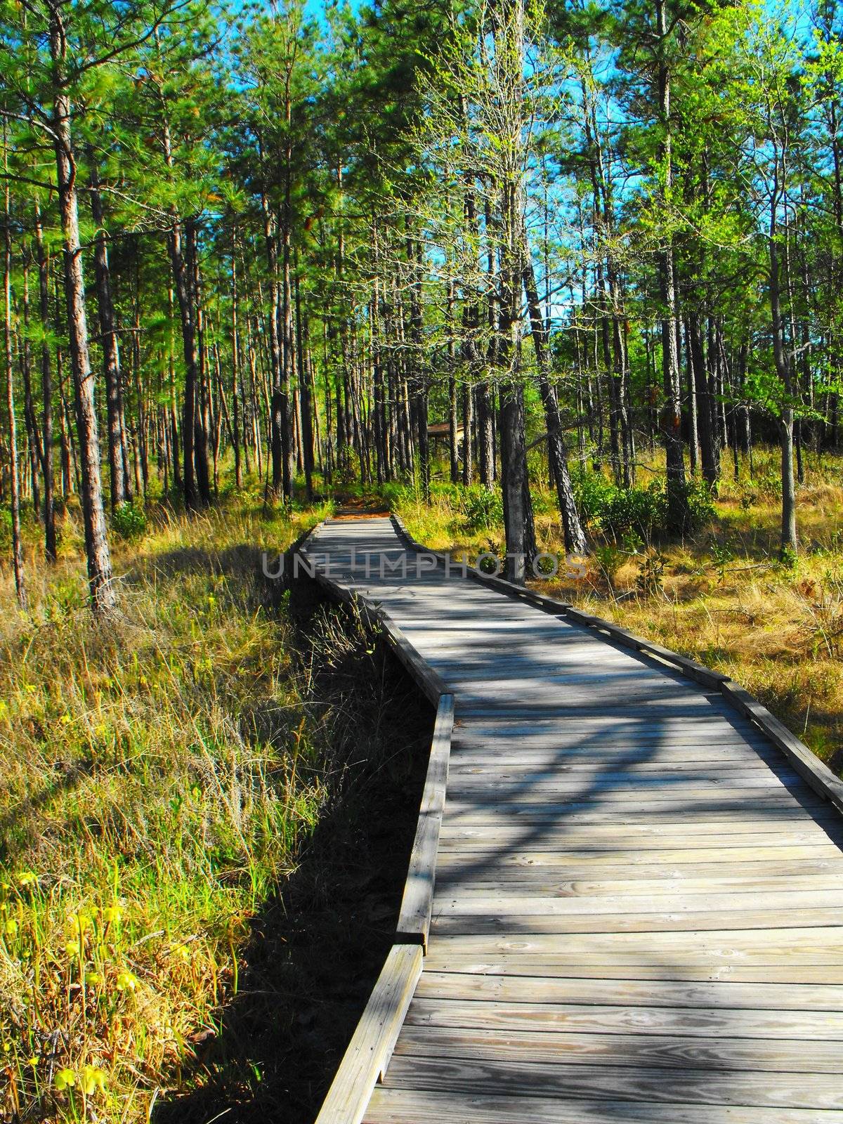 A walking trail on the sundew trail of the big thicket national preserve