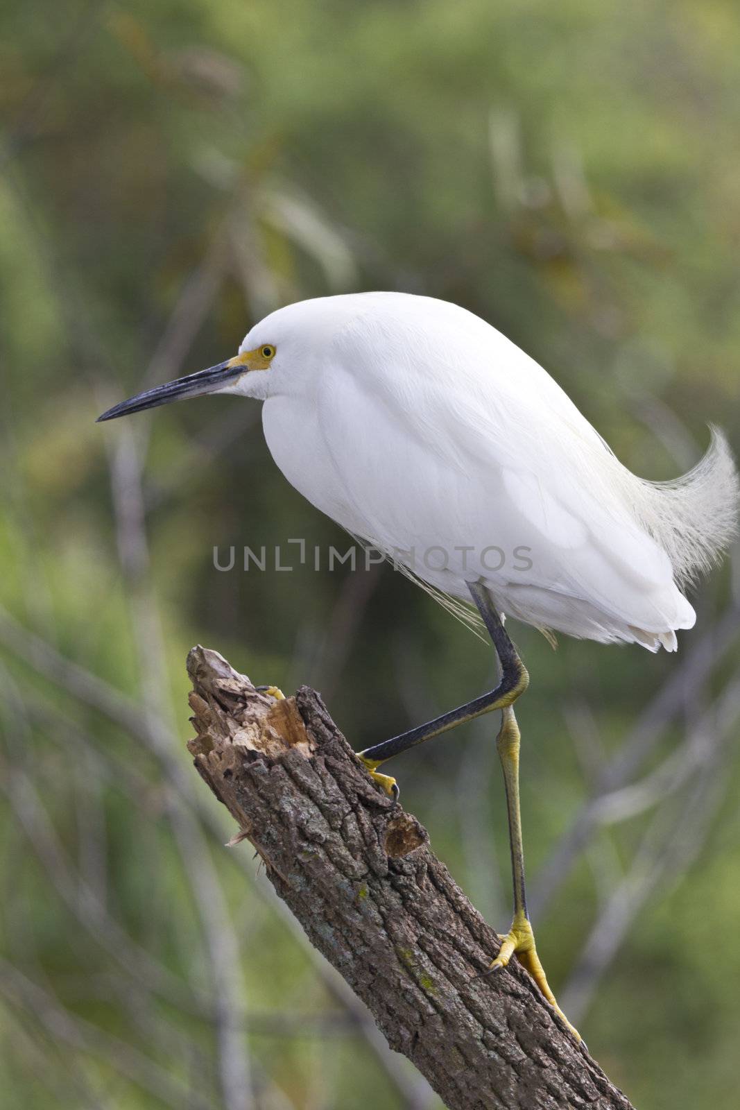 Snowy egret on broken tree trunk in marsh land; field marking is "golden slippers" or yellow feet; location is Florida in the United States;