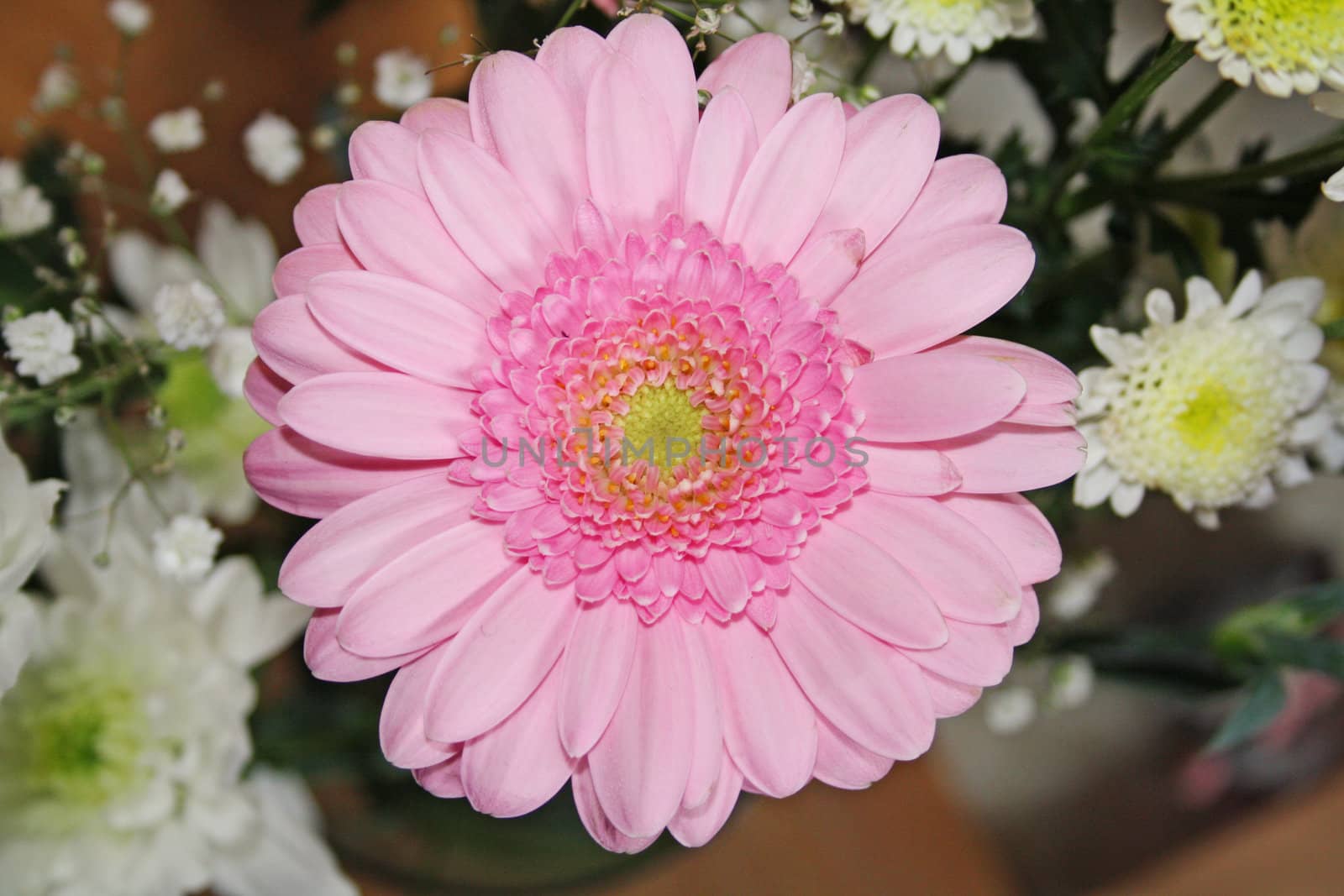 pink gerbera flower