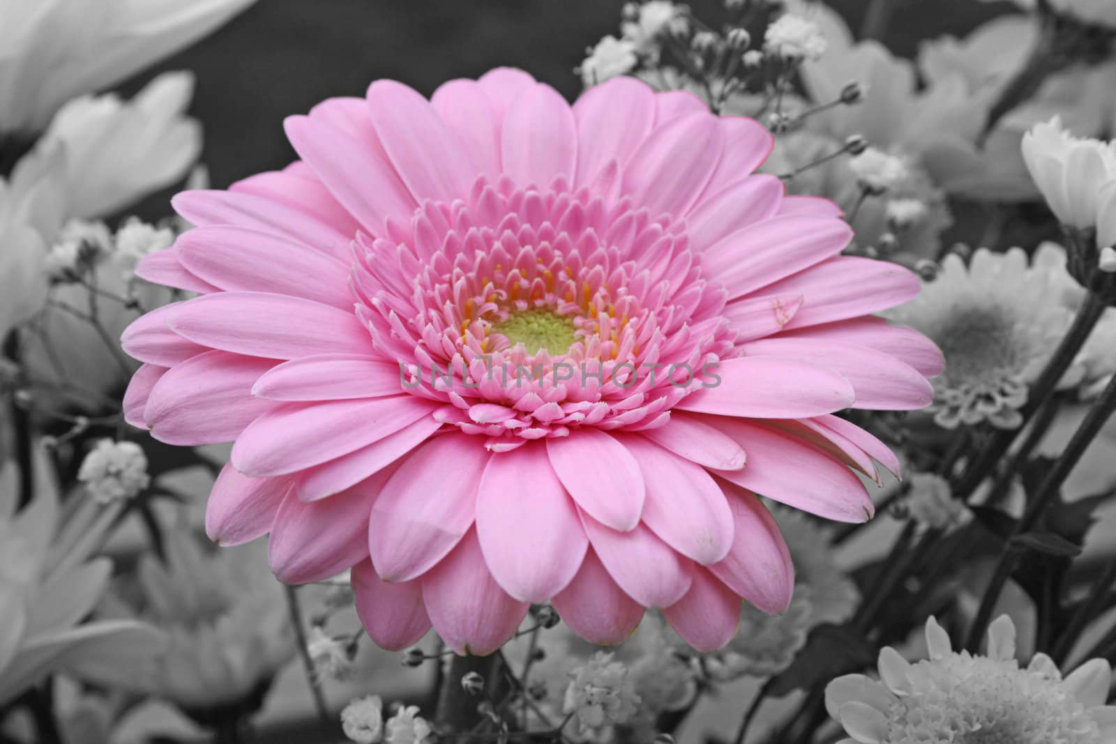 pretty pink gerbera flower