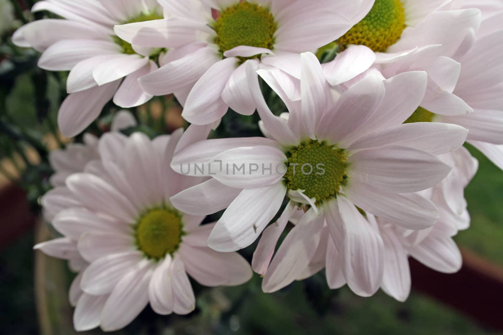 bunch of flowers