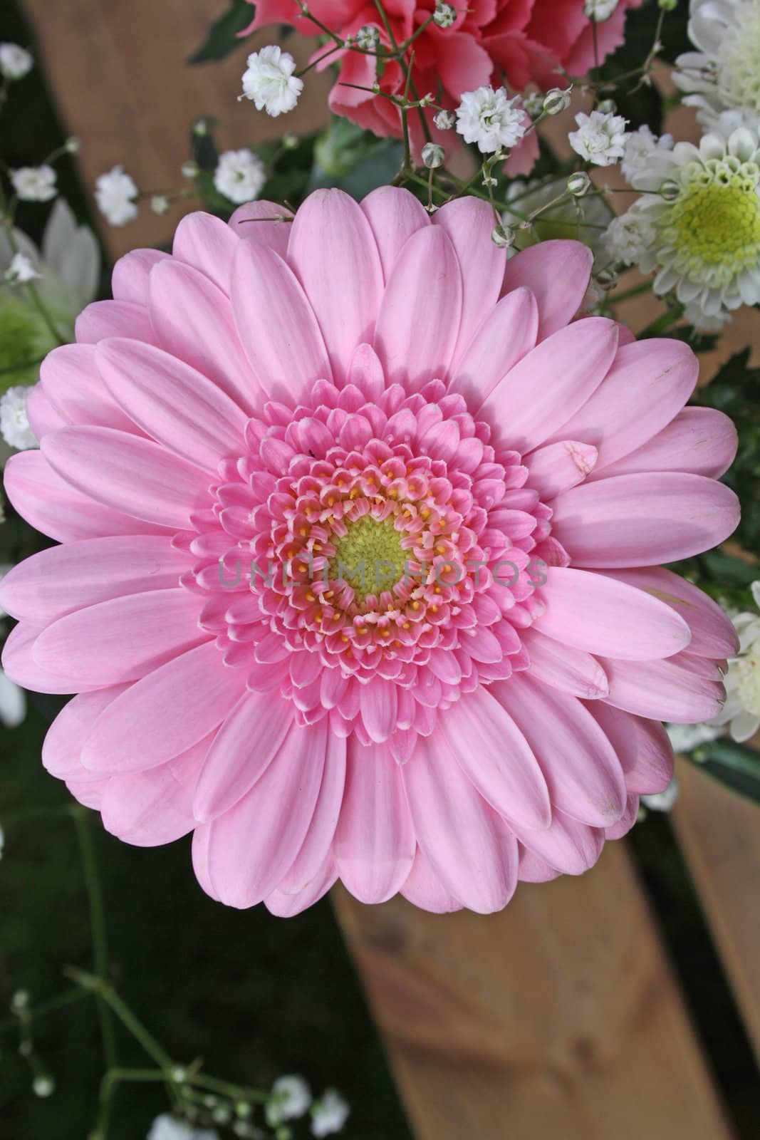 pretty pink gerbera flower