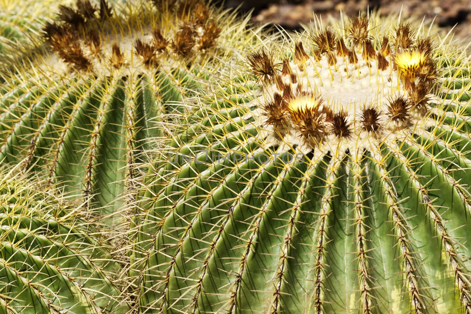Golden Barrel Cactus in close up