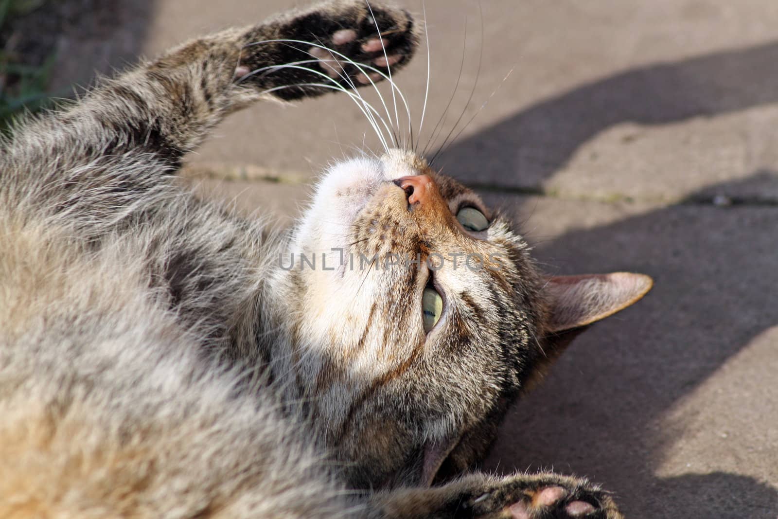 cat sun bathing