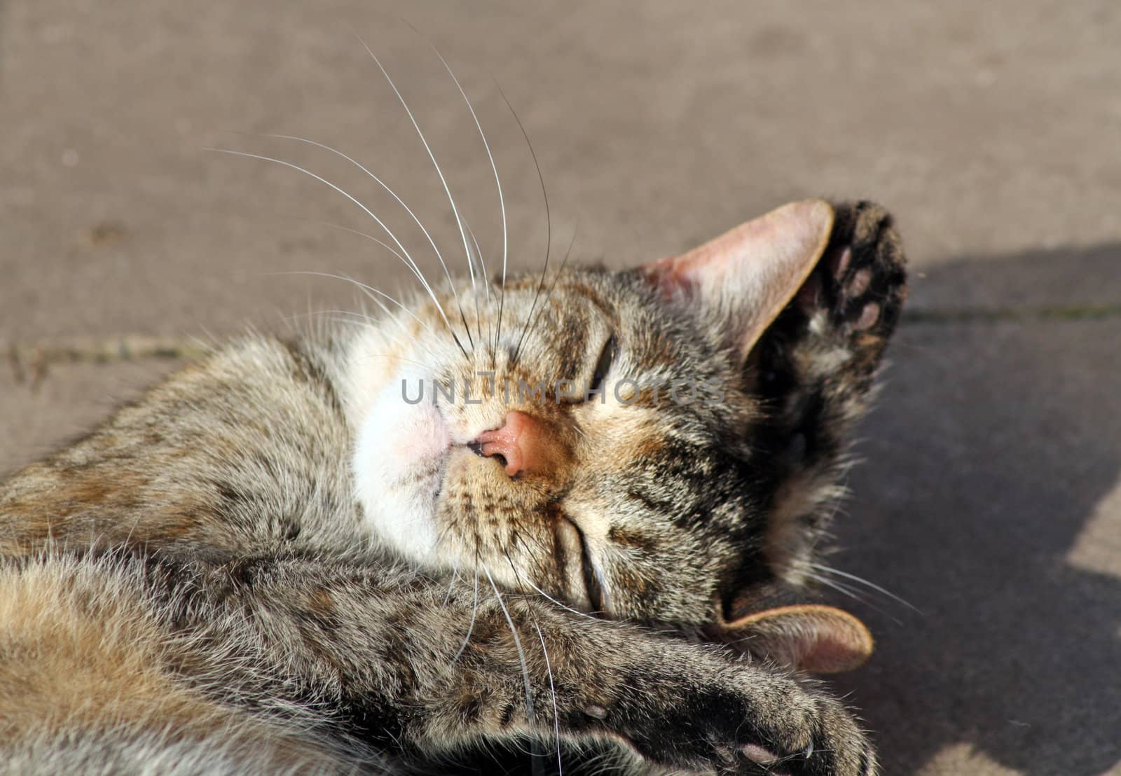 tabby cat in the sun