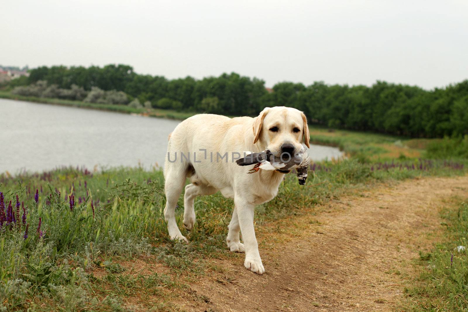 Yellow Labrador carrying a bird at trials by Yarvet