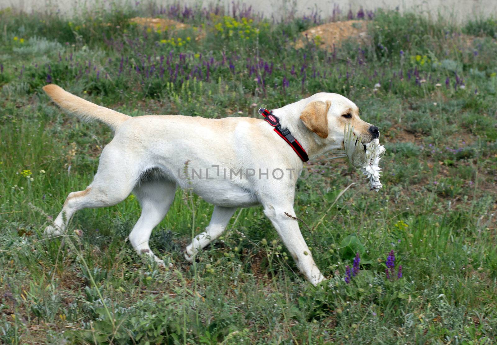 Yellow Labrador running and carrying a bird by Yarvet