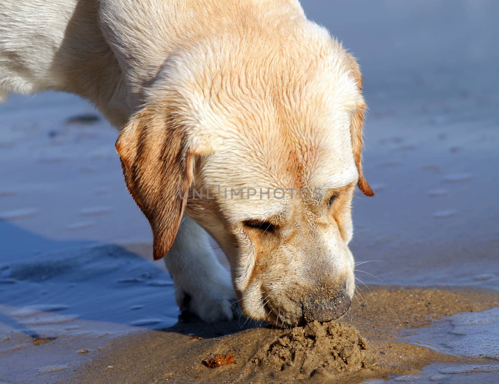 yellow labrador playing at the sea in summer