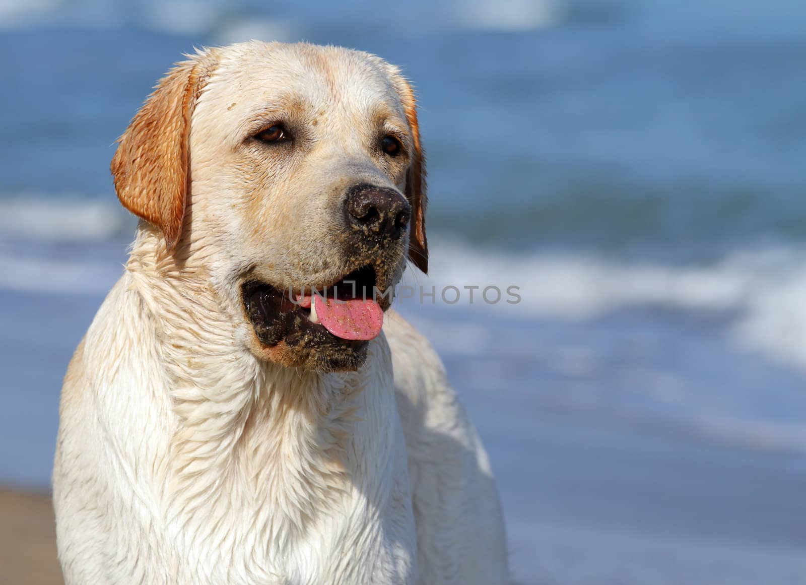 yellow labrador looking at the sea in summer