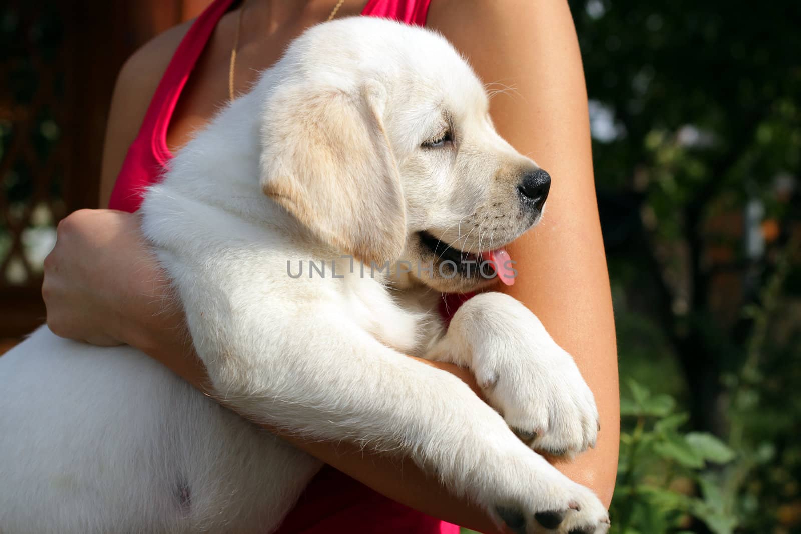 yellow labrador puppy in the hands