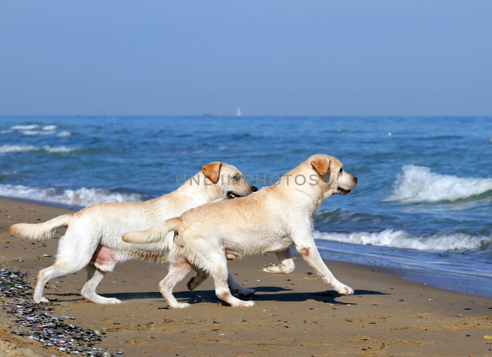 two yellow labradors running to the sea in summer