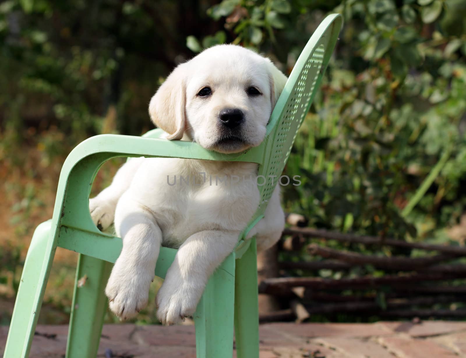 yellow labrador puppy in the garden sitting on an old green chair