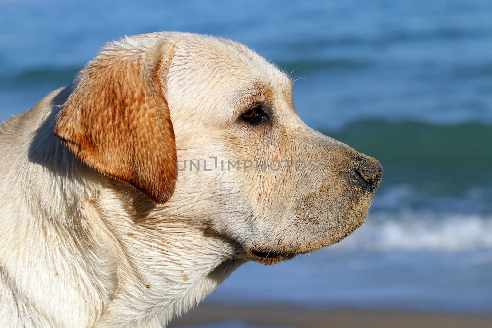 yellow labrador looking at the sea in summer
