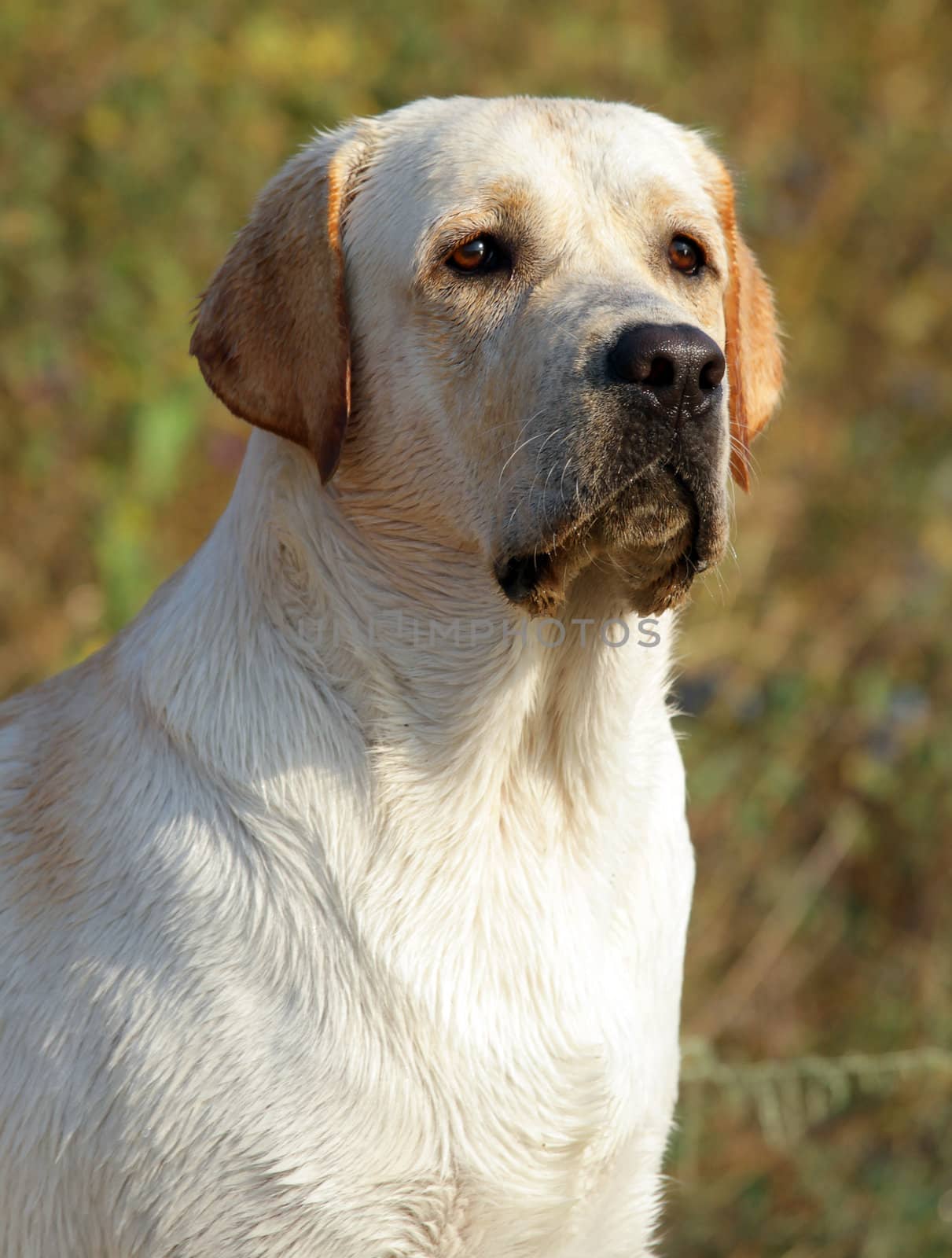 yellow labrador portrait in summer in the field
