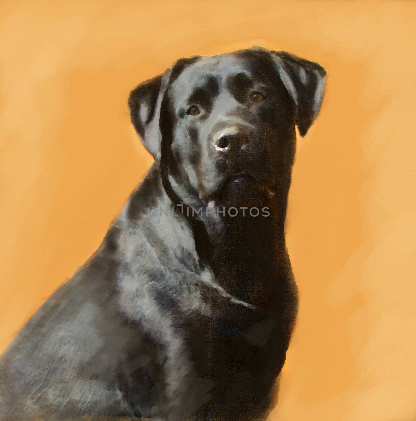 oil painting portrait of hunting black labrador male
