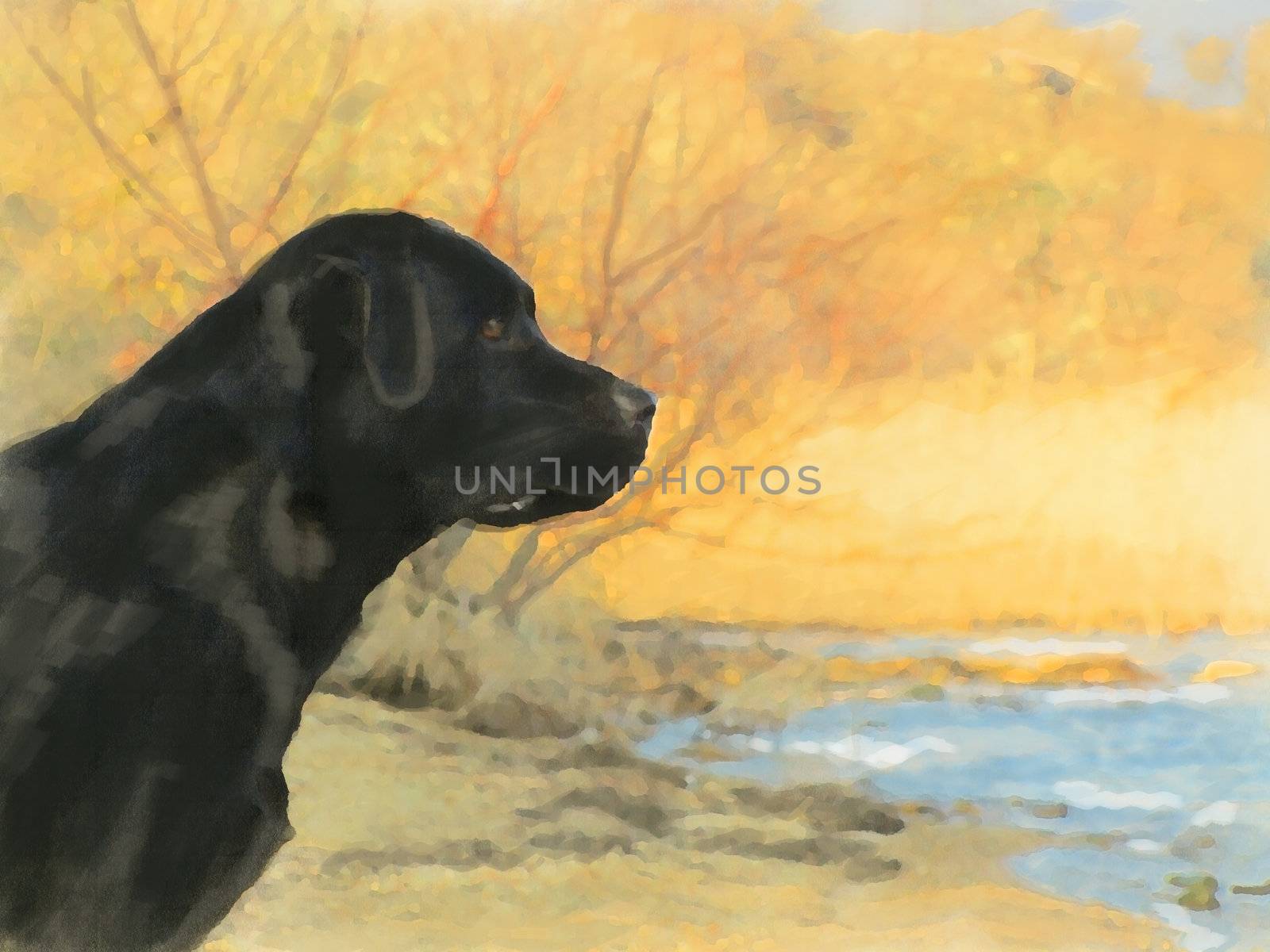 oil painting portrait of black labrador in autumn by Yarvet