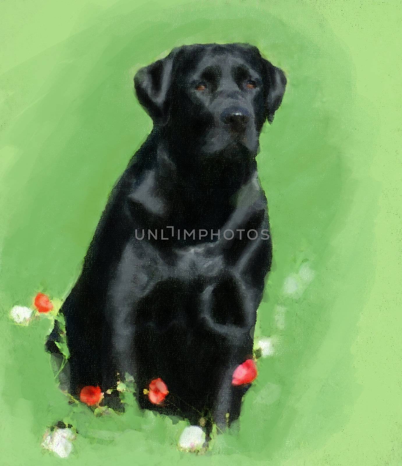 oil painting portrait of hunting black labrador in poppy field