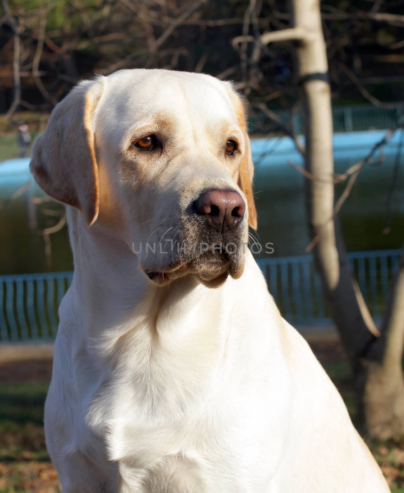 yellow labrador in autumn in the park close portrait