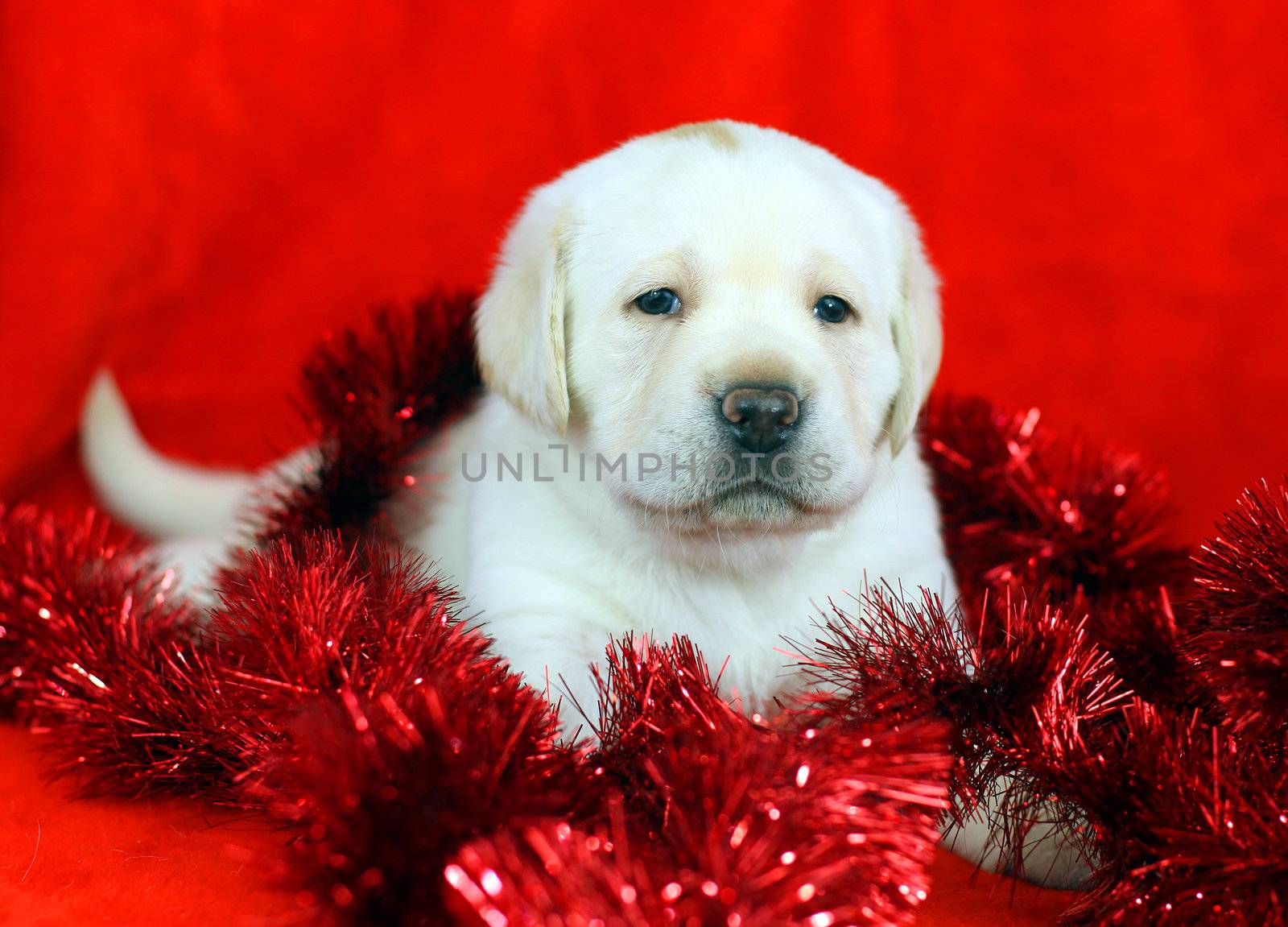 yellow labrador puppy with New Year (Christmas) toys on red background