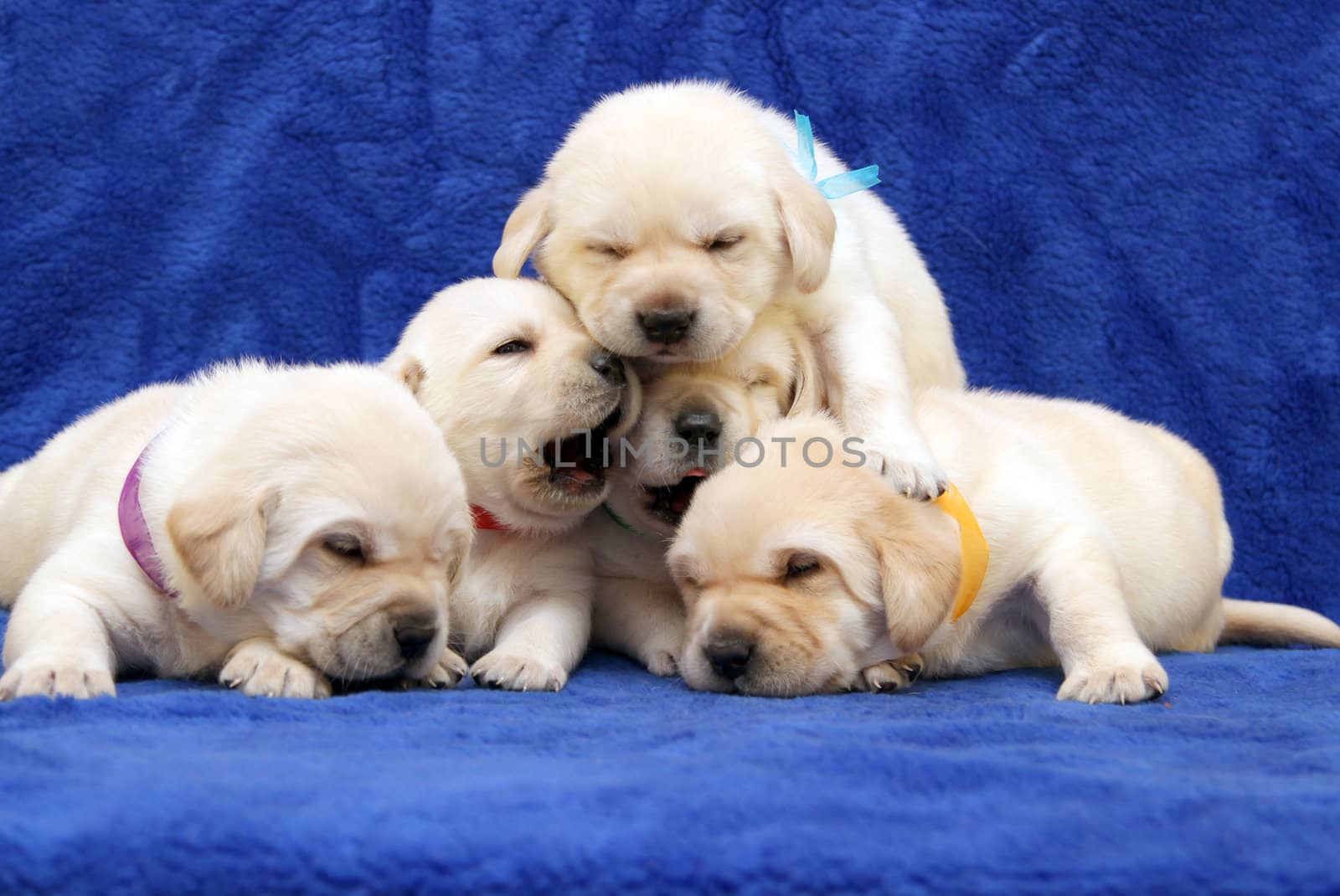 five yellow labrador puppies on blue background
