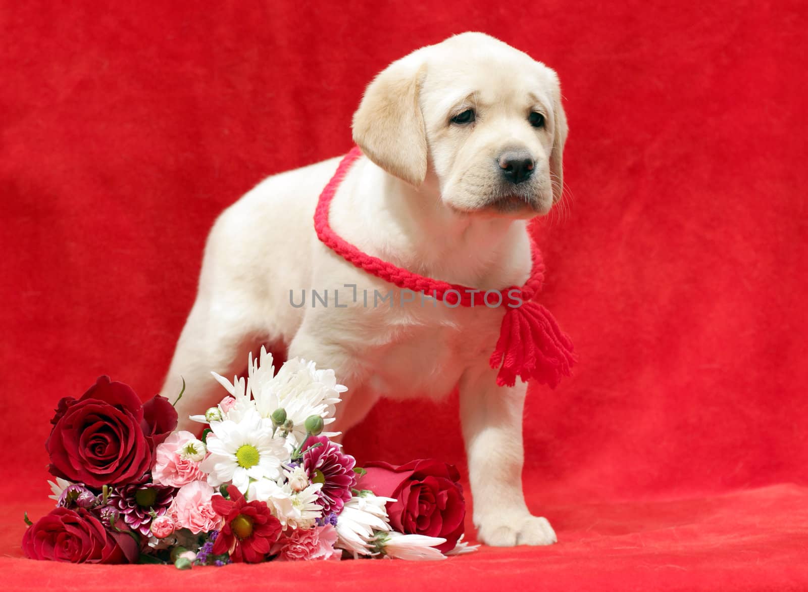 yellow labrador puppy with flowers on the red background