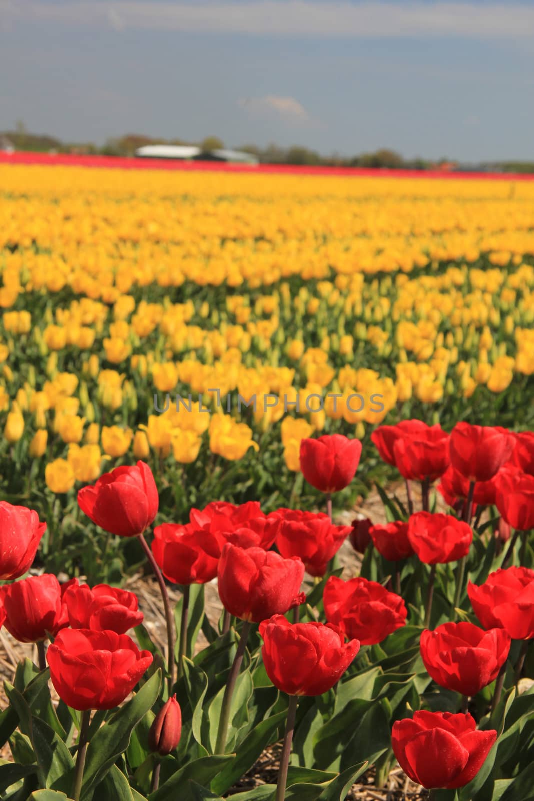 yellow and red tulips on a field by studioportosabbia