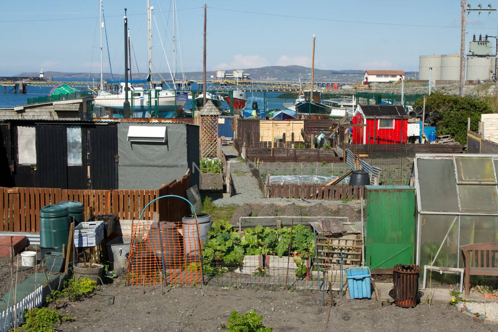 An urban allotment with greenhouses and sheds among green plants with a blue sky in the background.