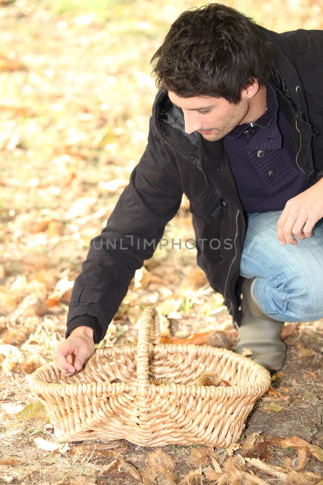 Man gathering chestnuts by phovoir