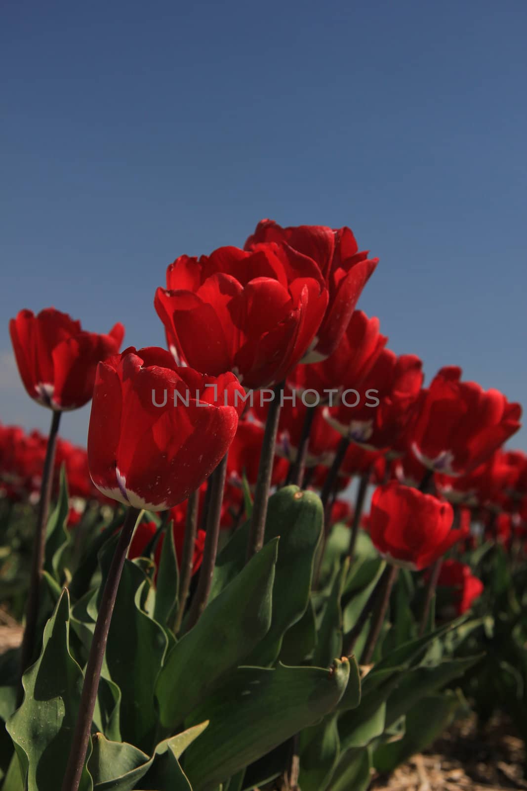 Red tulips on a field against a clear blue sky