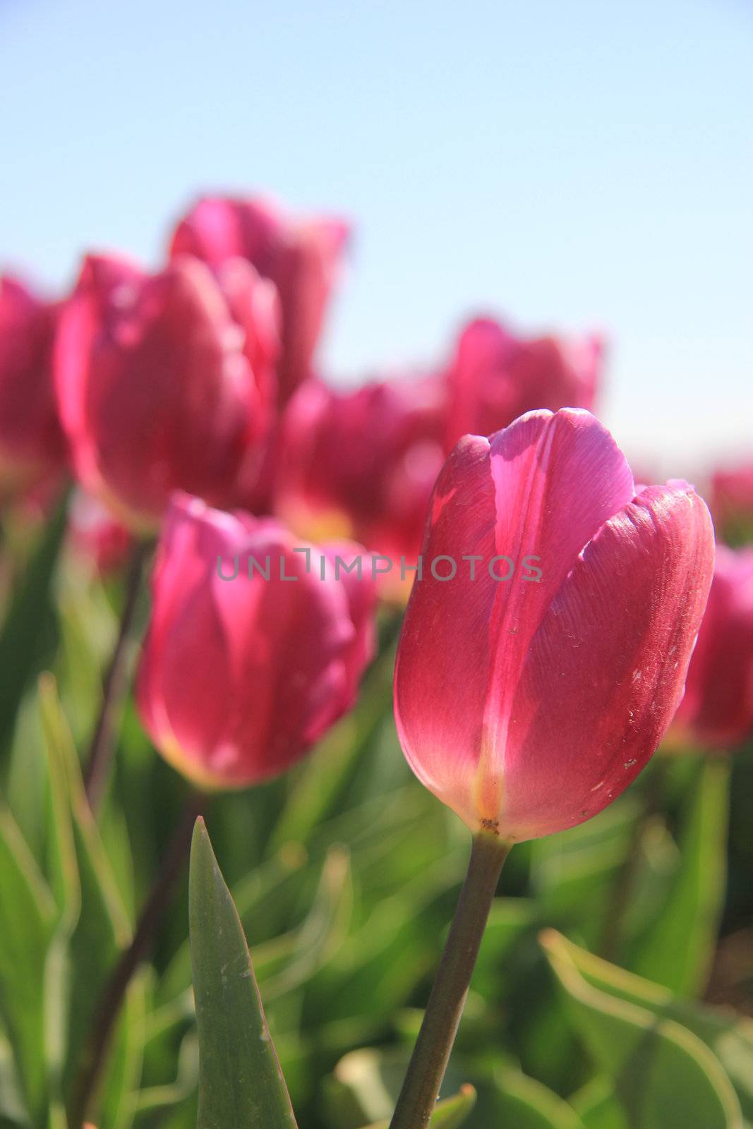 purple pink tulips in the sunlight against a clear blue sky