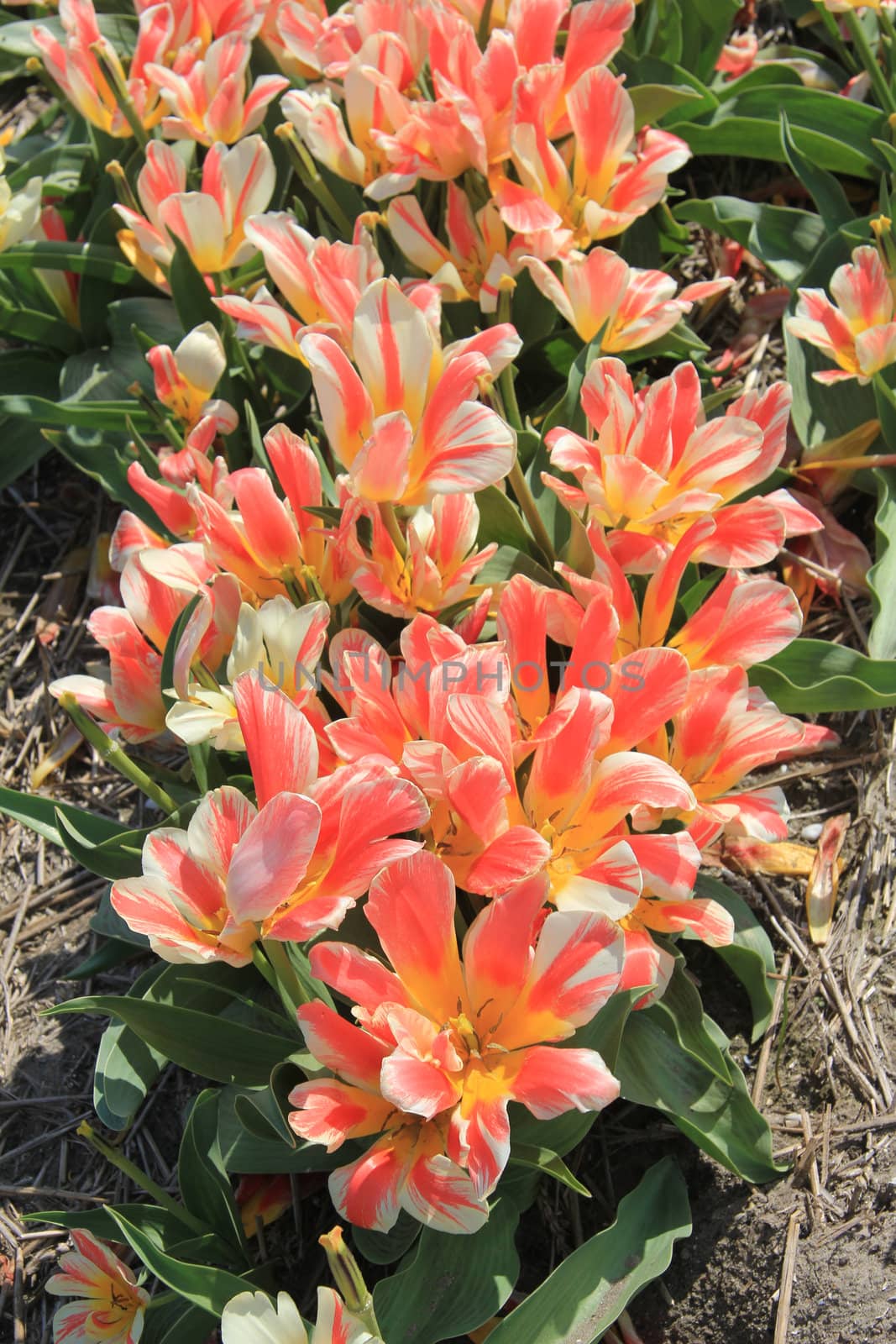 Pink yellow tulips on a field, Dutch flower bulb industry