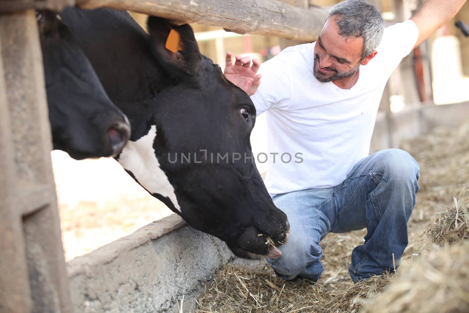 man stroking cow