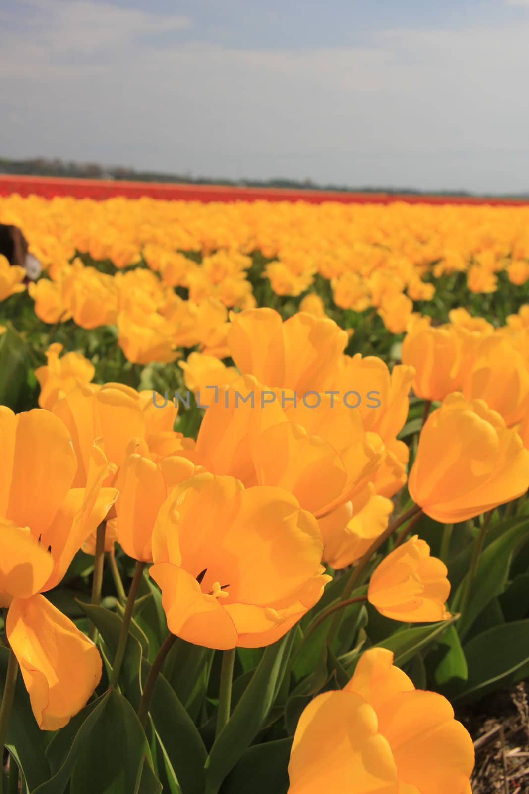 Field full of yellow tulips and a clear blue sky