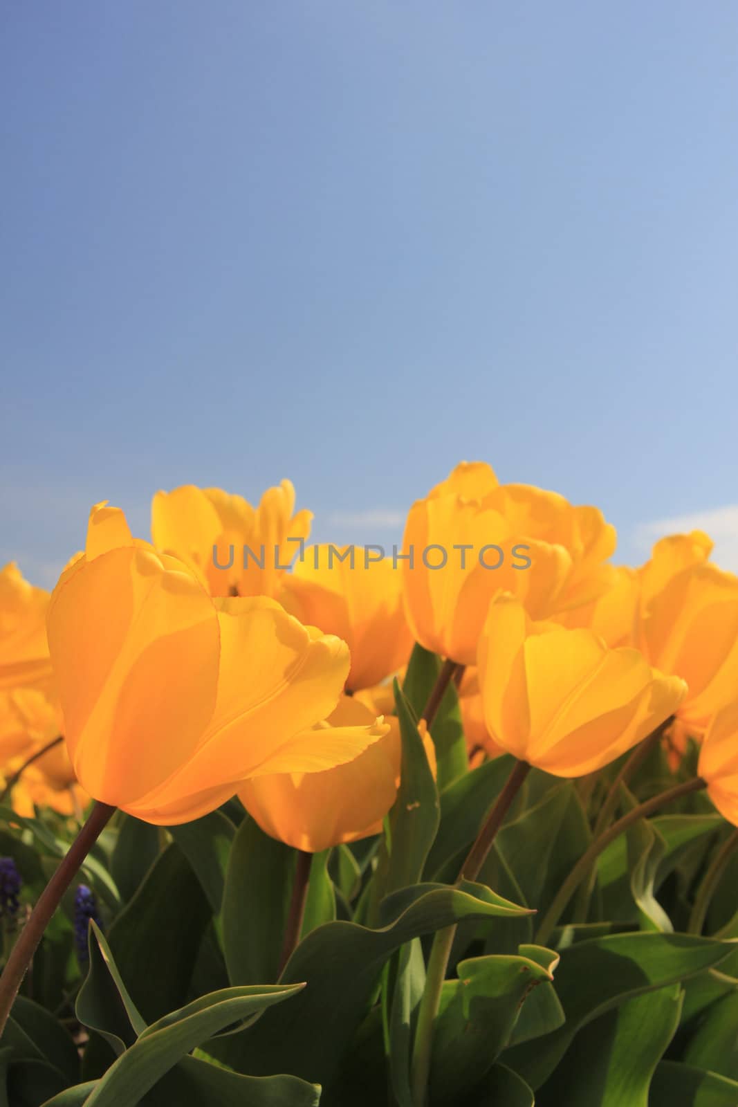 Field full of yellow tulips and a clear blue sky