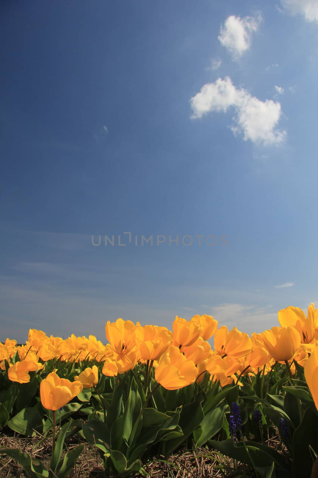 Field full of yellow tulips and a clear blue sky