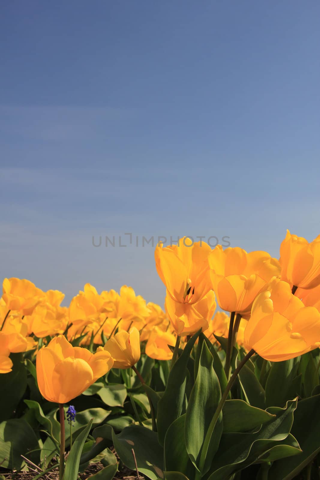 Field full of yellow tulips and a clear blue sky