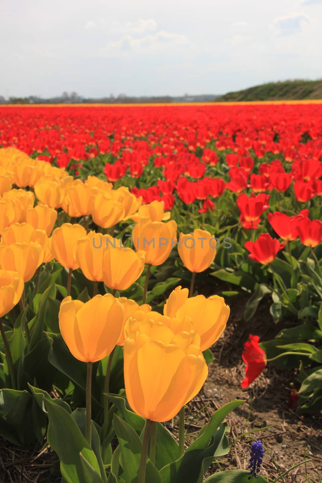 yellow and red tulips on a field, flower bulb industry in Holland