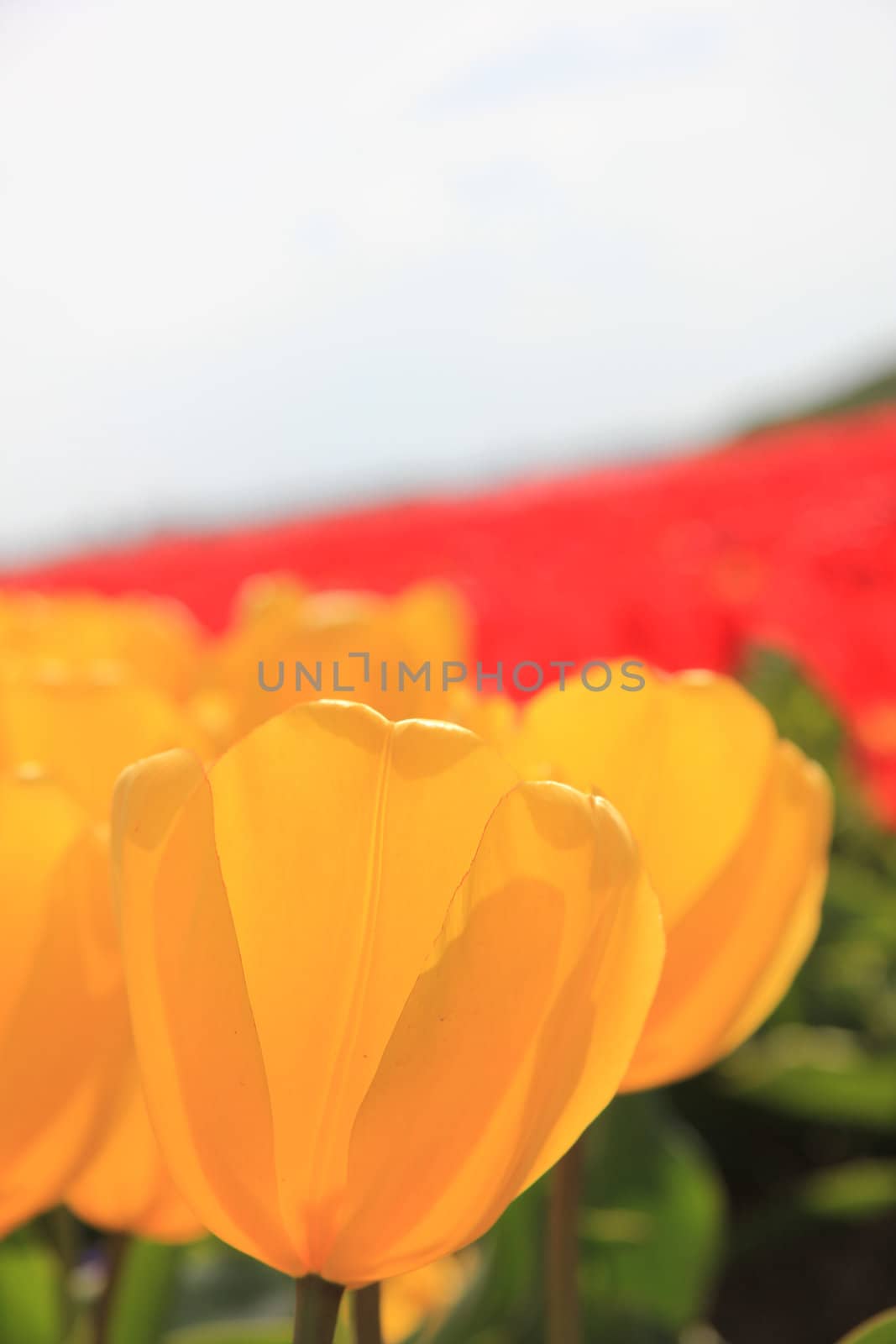 Almost transparent yellow tulips growing on a field