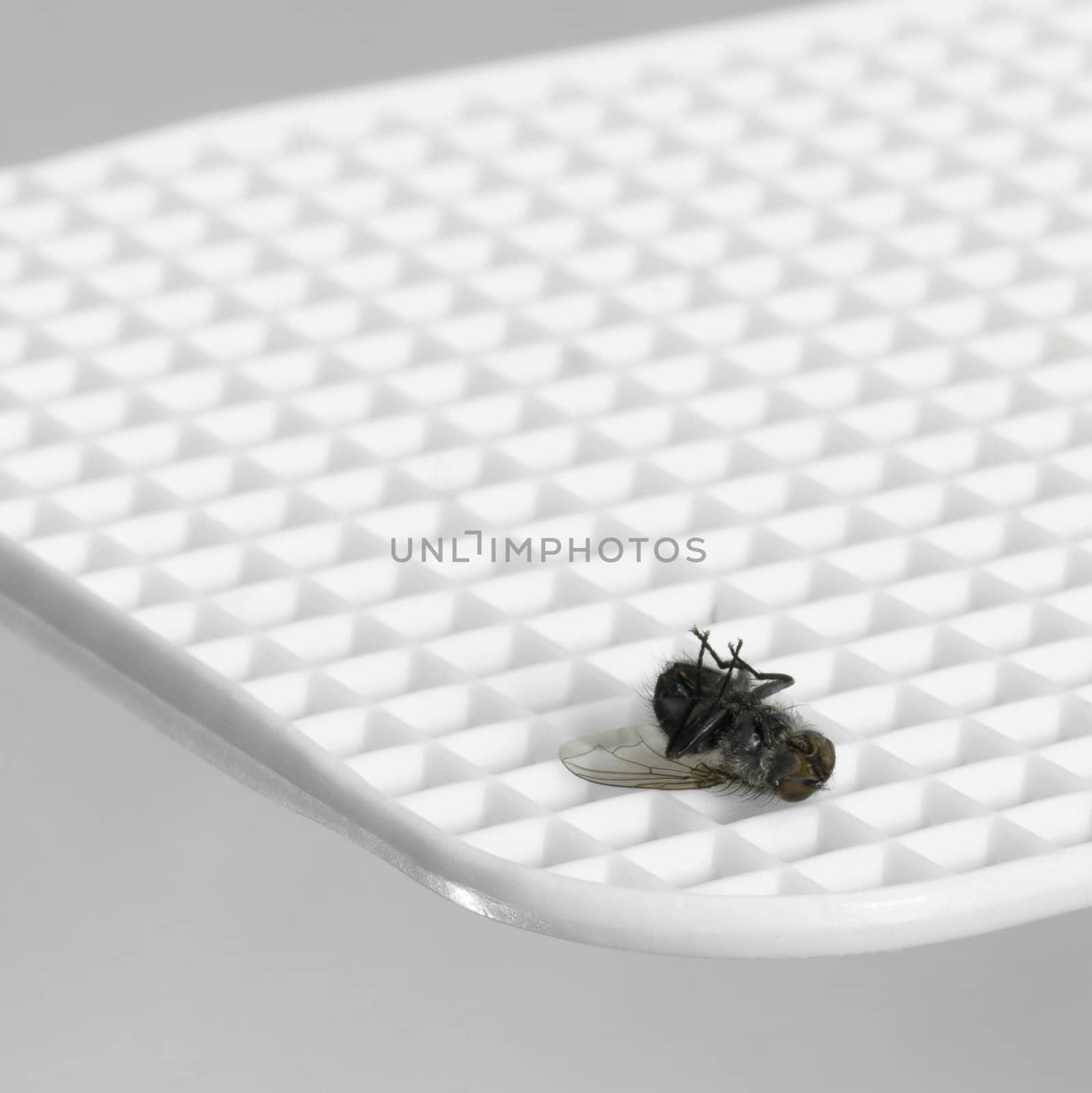 white fly flap and dead supine fly on it, in light grey back