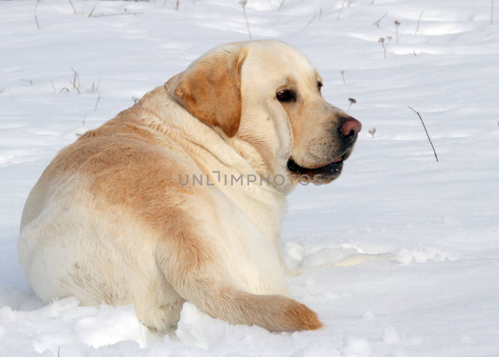yellow labrador in the snow in winter portrait