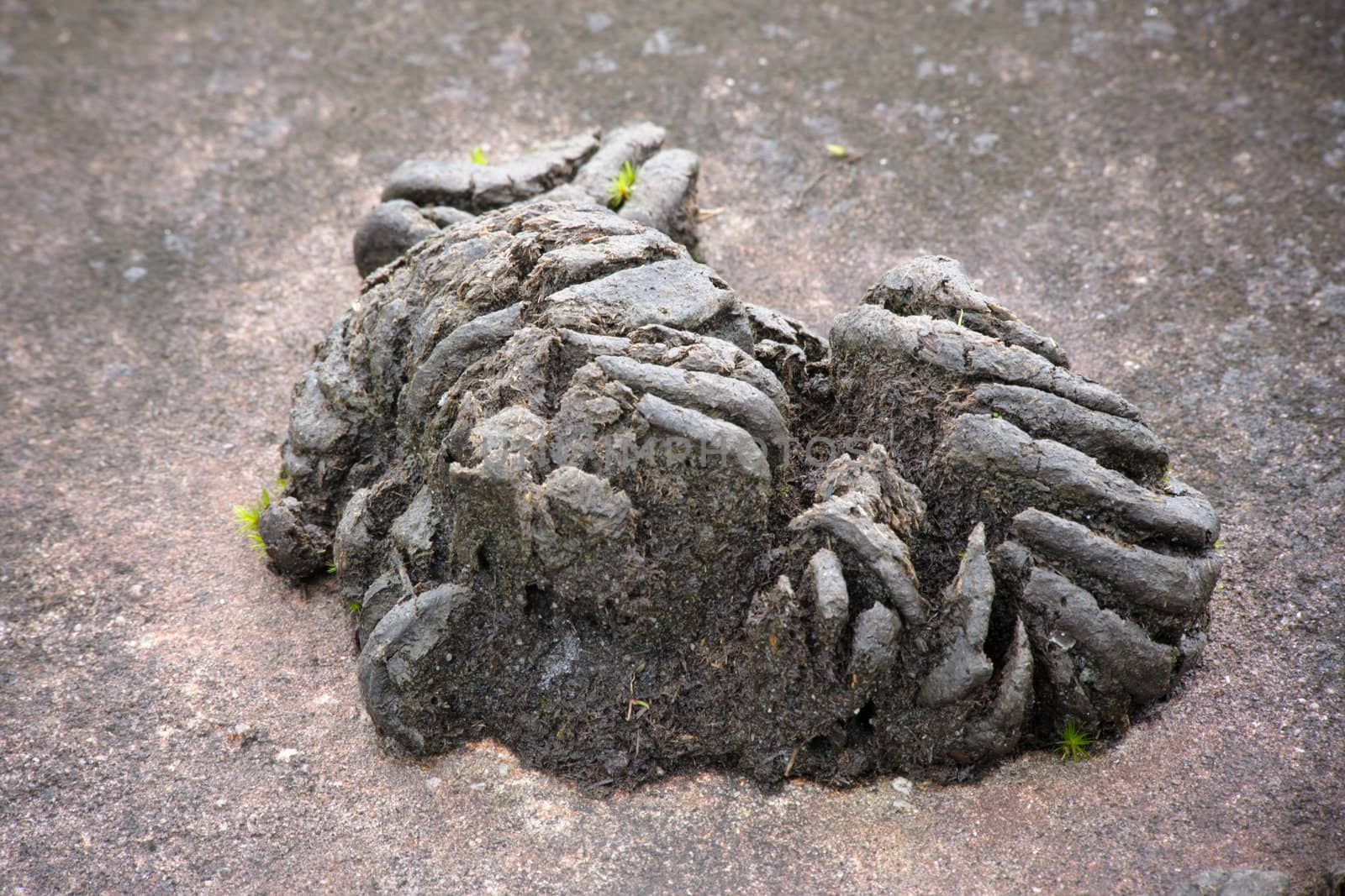 Remainder feces wild gaur on rock, national park, Thailand by ngungfoto