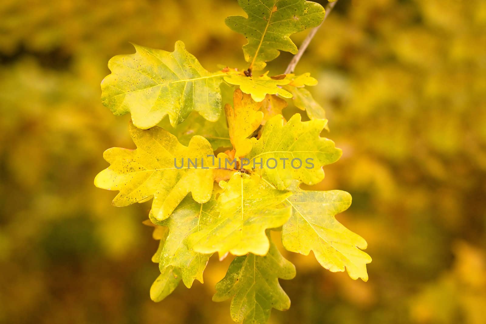Gold autumn colors of oak leaves 