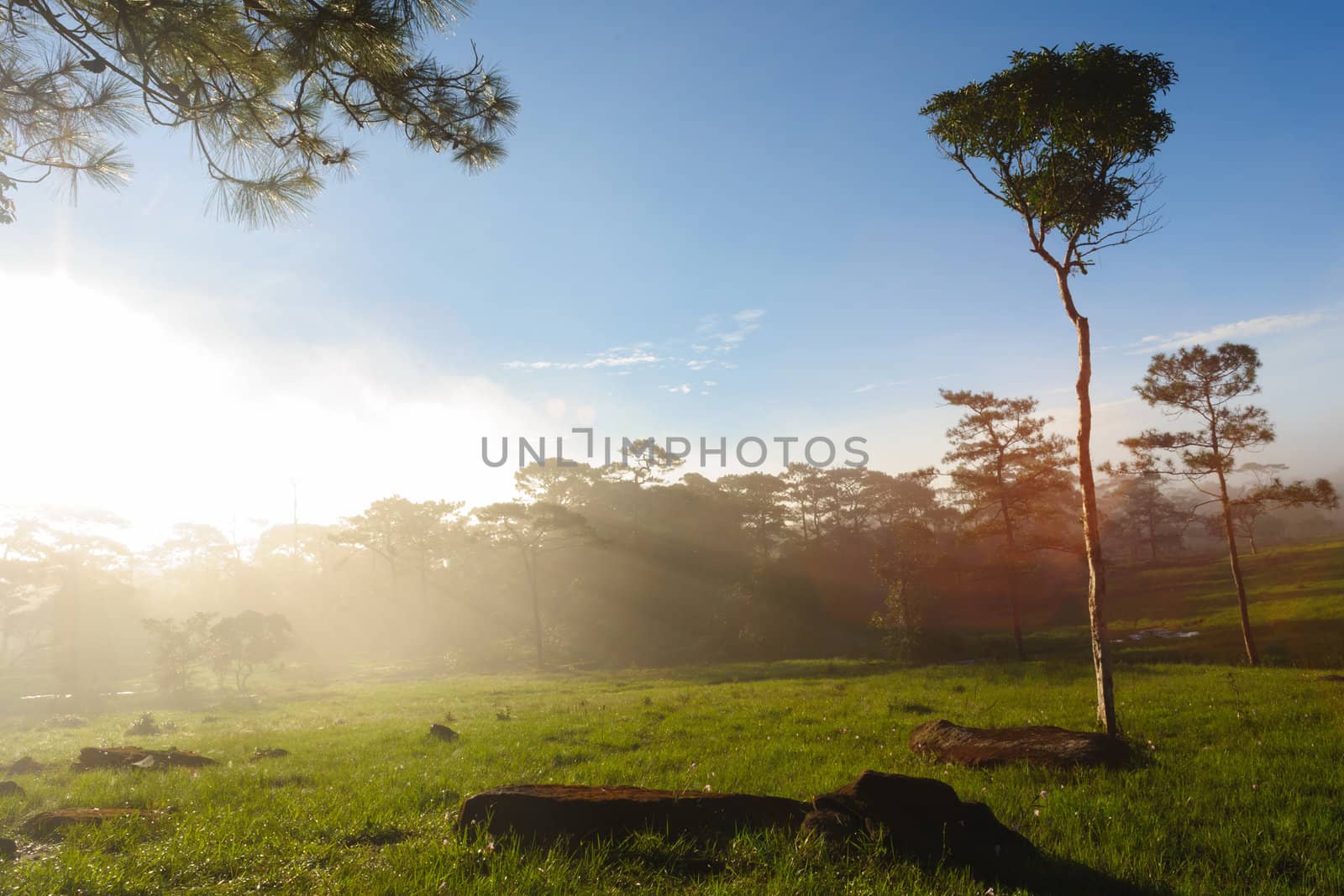 Sun beam on grass at forest.  by ngungfoto