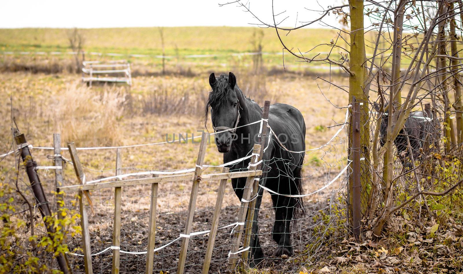 Skinny Horse outside in fenced yard area by artush