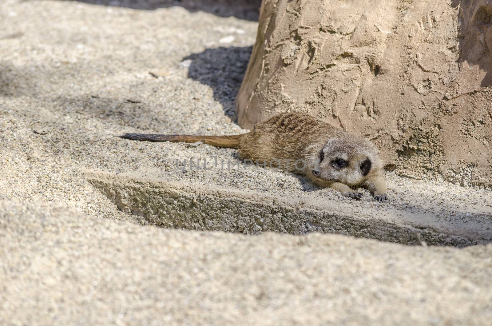 Suricate lying and cooling itself in sand.